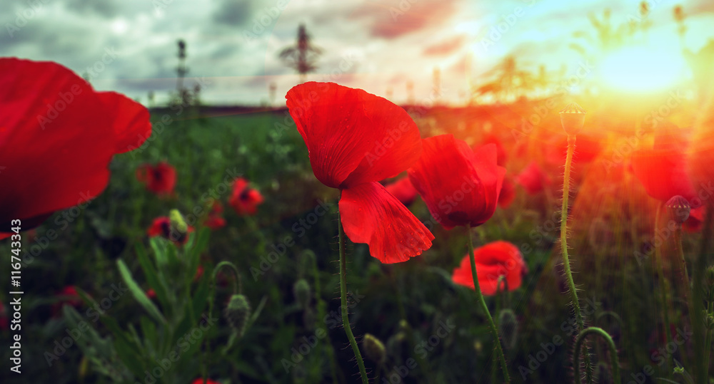 Obraz premium pole dzikich kwiatów maku o zachodzie słońca