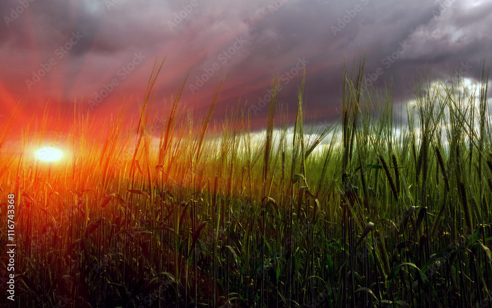 spikelets of wheat on a background of storm clouds at sunset