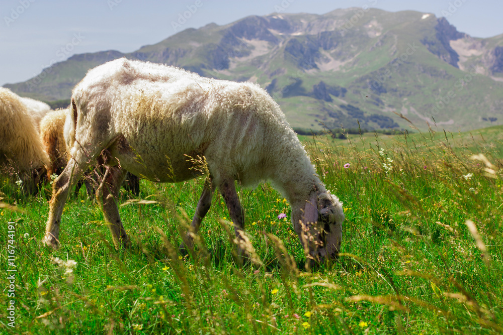 Fototapeta premium Sheep Grazing on Green Pasture
