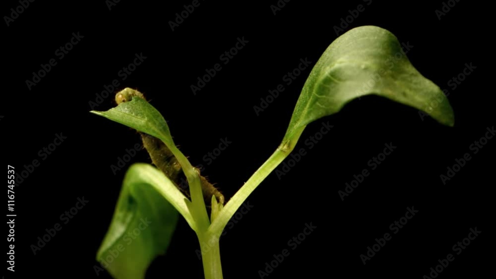 Time lapse of Caterpillar eating a leaf. Time lapse of Caterpillar eating a leaf.