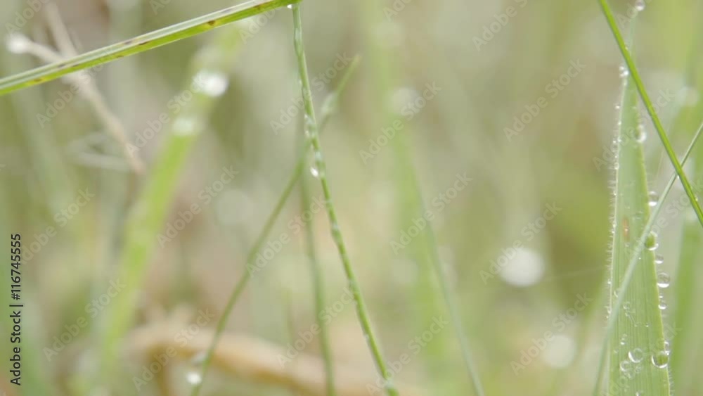 Fresh morning dew and rain droplets on wild long grass deep in the British Countryside. Fresh morning dew and rain droplets on wild long grass deep in the British Countryside.