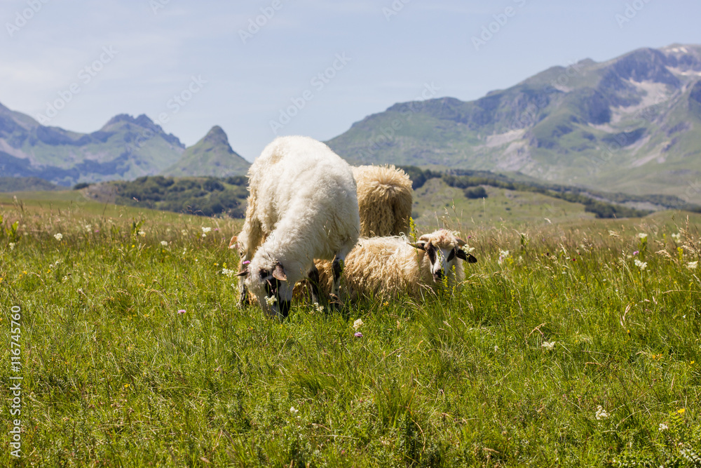 Obraz premium Sheep Grazing on Green Pasture