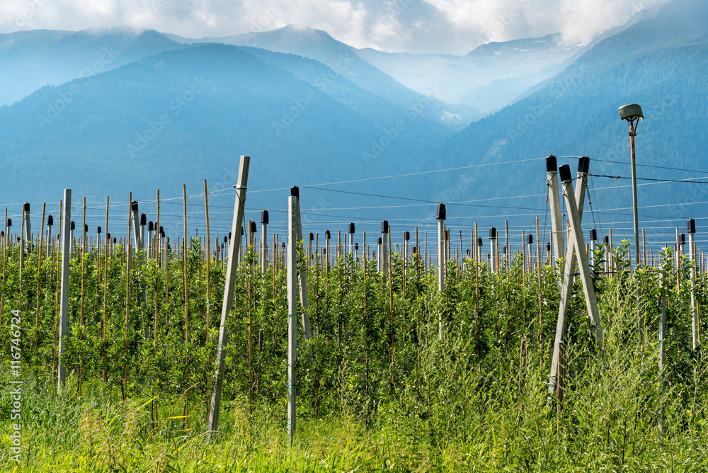 Apples plantation in Alps Austria Apples plantation in Alps Austria