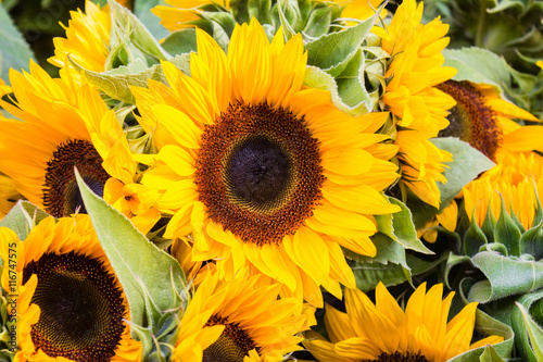 Fototapeta Naklejka Na Ścianę i Meble -  sunflower, sunflowers - flower macro