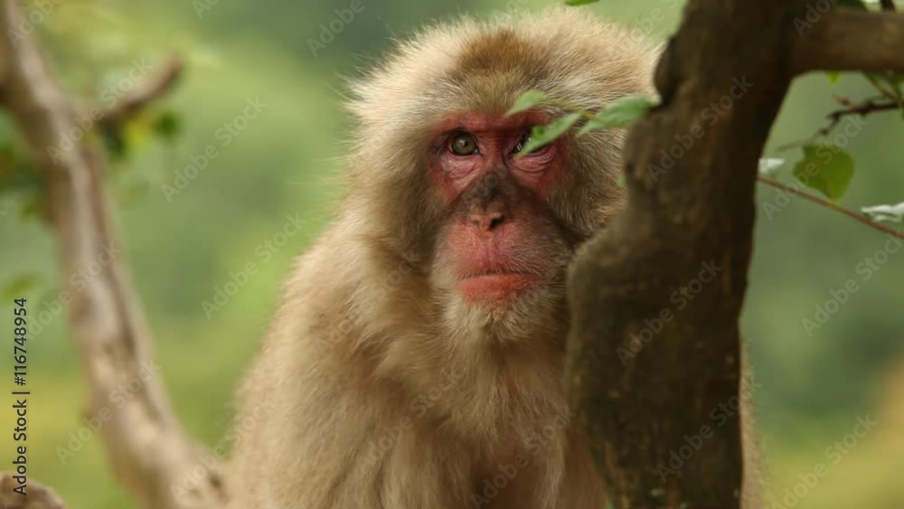 Japanese Macaque (Snow Monkey). Shot near Kyoto Japan. Japanese Macaque (Snow Monkey). Shot near Kyoto Japan.