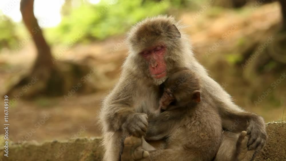 Japanese Macaque (Snow Monkey). Shot near Kyoto Japan. Japanese Macaque (Snow Monkey). Shot near Kyoto Japan.