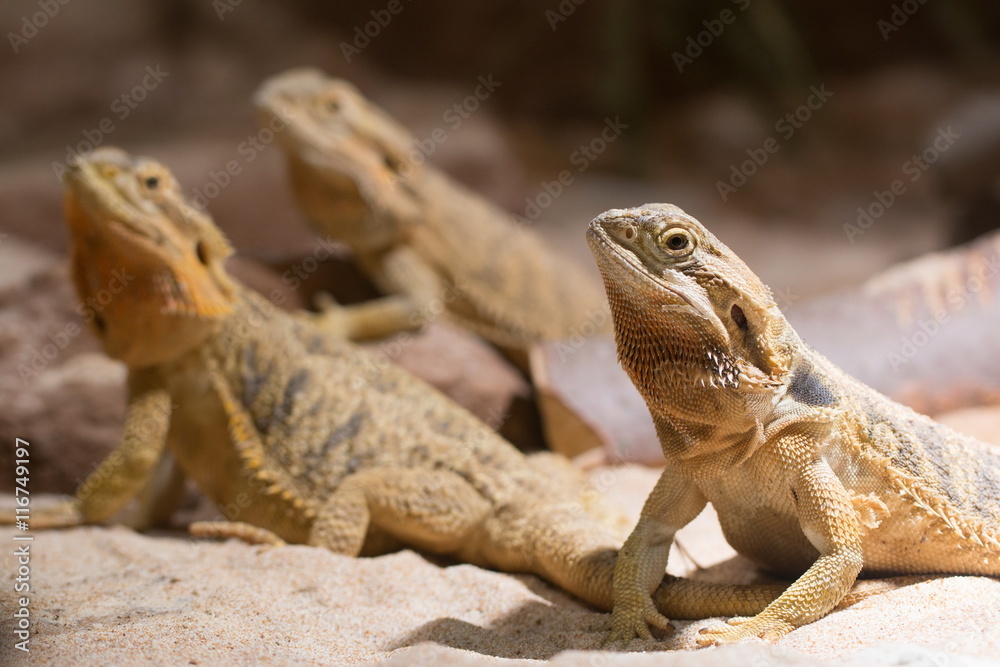 Three adult bearded dragon (agama, Pogona vitticeps) lizard in terrarium  Stock Photo | Adobe Stock