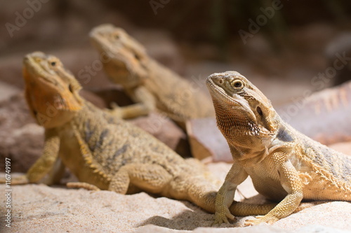 Three adult bearded dragon (agama, Pogona vitticeps) lizard in terrarium 