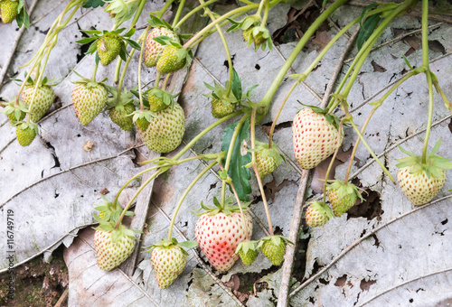 Young organic strawberry.