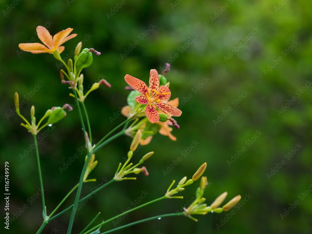 ヒオウギの花と実