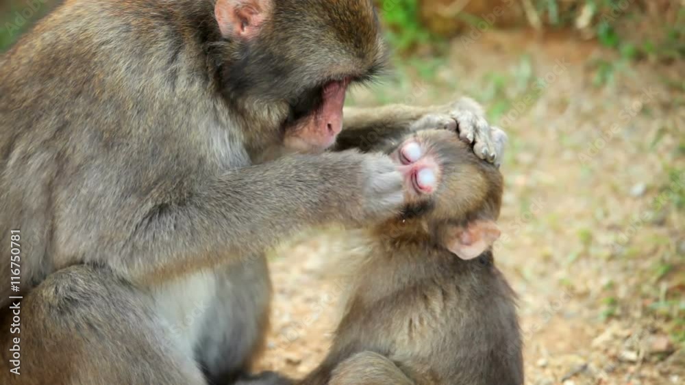 Japanese Macaque (Snow Monkey). Shot near Kyoto Japan. Japanese Macaque (Snow Monkey). Shot near Kyoto Japan.