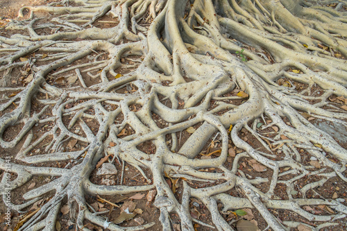 The roots of the banyan forest.