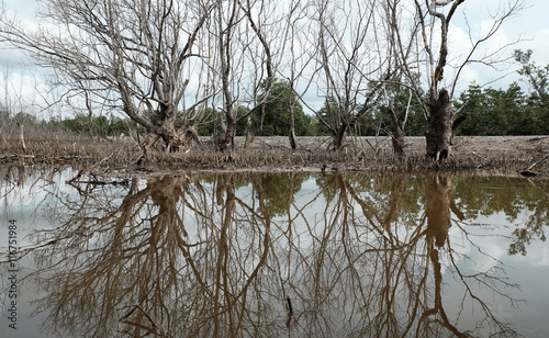 Dry mangrove forest, dried tree photo