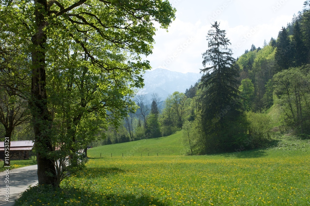 Fototapeta premium Bergwald in Bayern