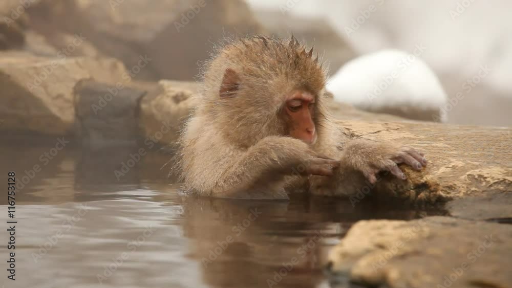 Japanese Snow Monkey (Japanese Macaque) playing in a hot spring.