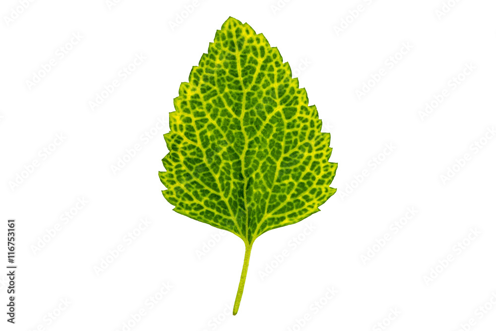 Single green leaf Single green leaf