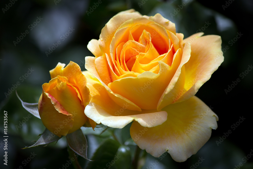 Fototapeta premium Closeup of a beautiful pastel orange rose and rose bud