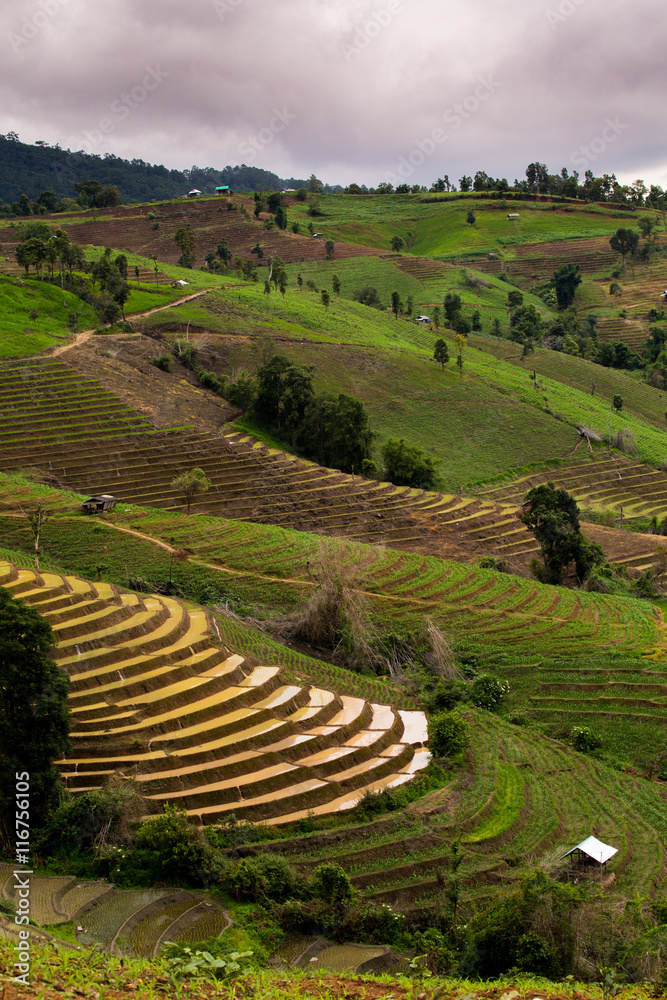 Rice fields on terraced of Pa Pong Pieng, Mae Chaem, Chiang Mai,
