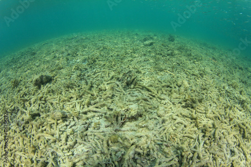 Fototapeta Naklejka Na Ścianę i Meble -  Dead coral reef environmental pollution problem