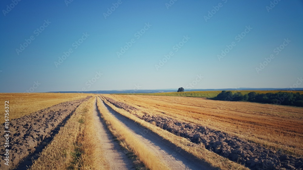 Road in the wheat field, agruculture concept