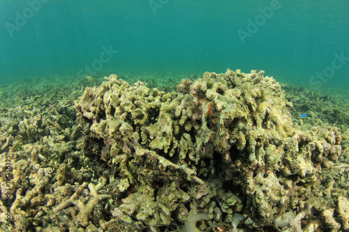 Coral bleaching  dead reef  global warming  climate change  overfishing