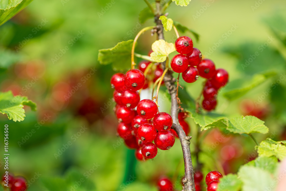 Red Currant berries on a bush closeup Red Currant berries on a bush closeup