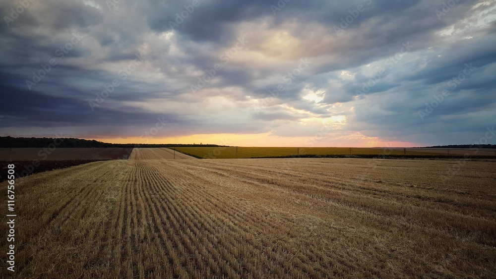 Large wheat field in the countryside and dramatic cloudscape