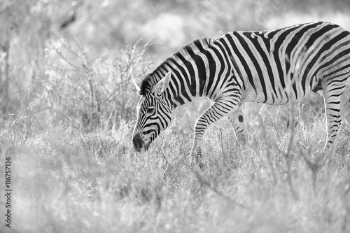 Zebra in the kruger national park
