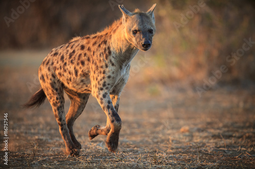 Fototapeta Hyena running in the Kruger National Park - South Africa
