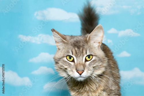 Tan and white long haired tabby looking at viewer facing forward, tail up behind cat, blue sky background with clouds. Copy space. © sheilaf2002