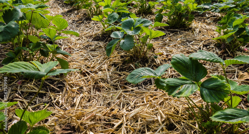 Obraz premium Erdbeerbeet