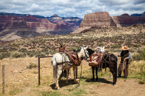 Ranger with horses in the Grand Canyon, Arizona, USA
