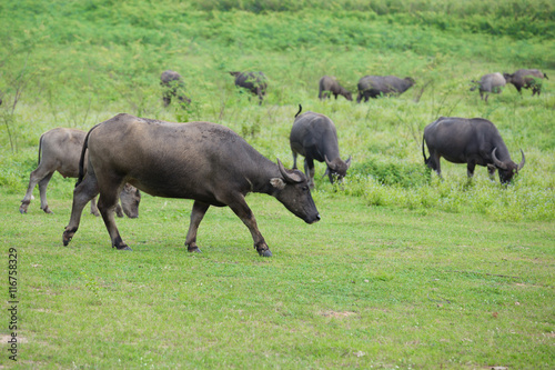 Water buffalo in the grass field