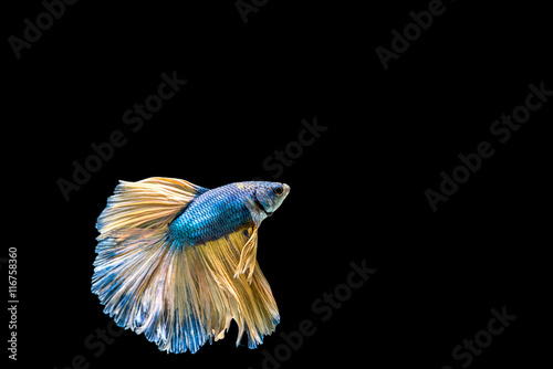blue yellow siamese fighting fish isolated on black background. © Chanwit