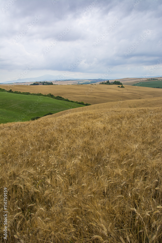 Il grano della Val d'Arbia  (Siena)