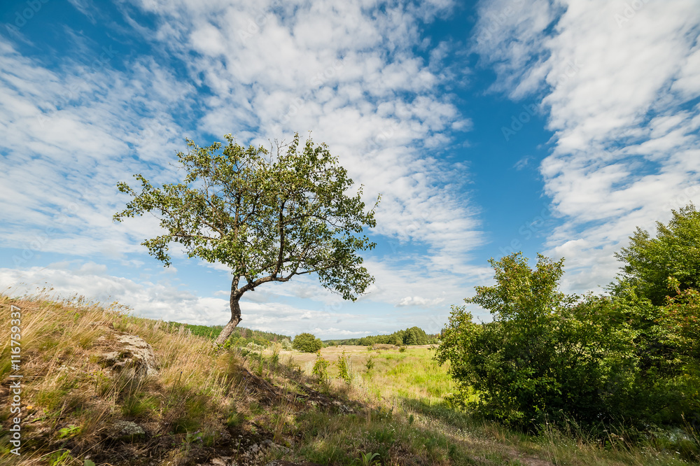 Summer Landscape with Tree