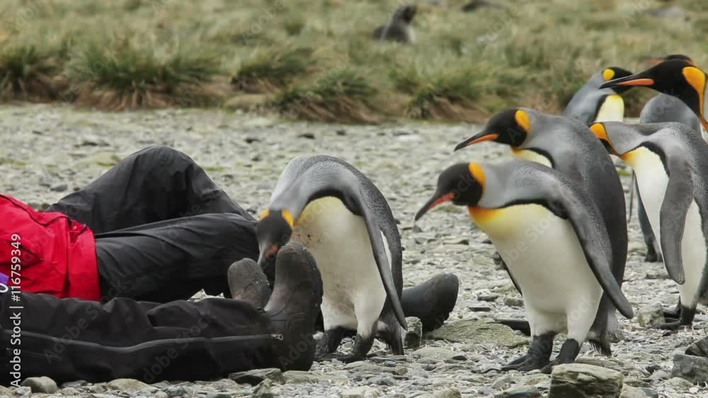 A group of King Penguins check out some interesting new objects that have shown up on their beach.