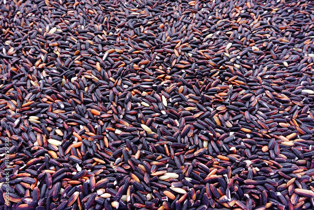 Rice berry rice, Thai black jasmine rice for background Rice berry rice, Thai black jasmine rice for background