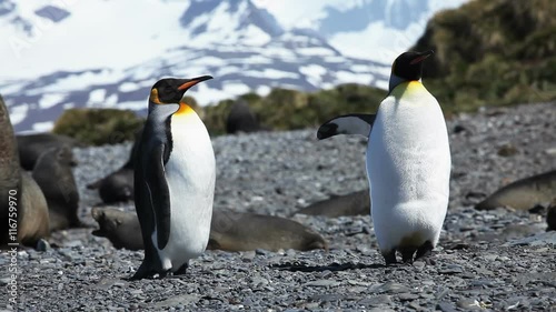 King Penguin colony on South Georgia. Juvenile penguins can be seen starting to molt their brown baby feathers.