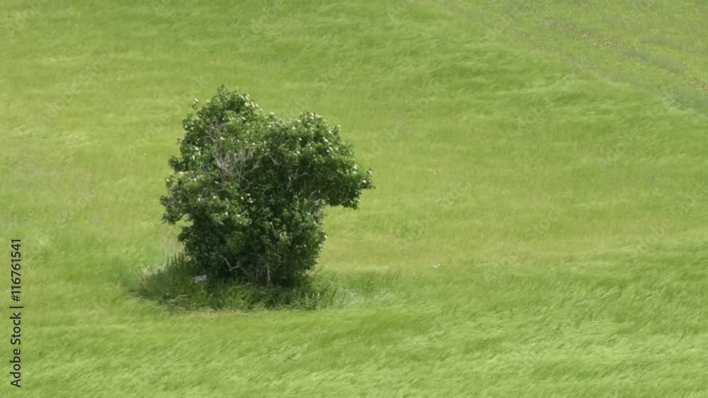 Tree in a wind-moved wheat field Tree in a wind-moved wheat field