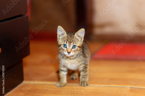 adorable sweet little kitty on wooden floor.