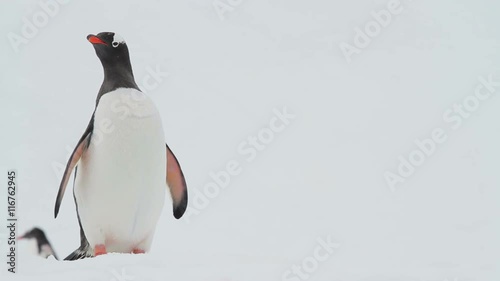 Gentoo Penguins shot in Antarctica.
