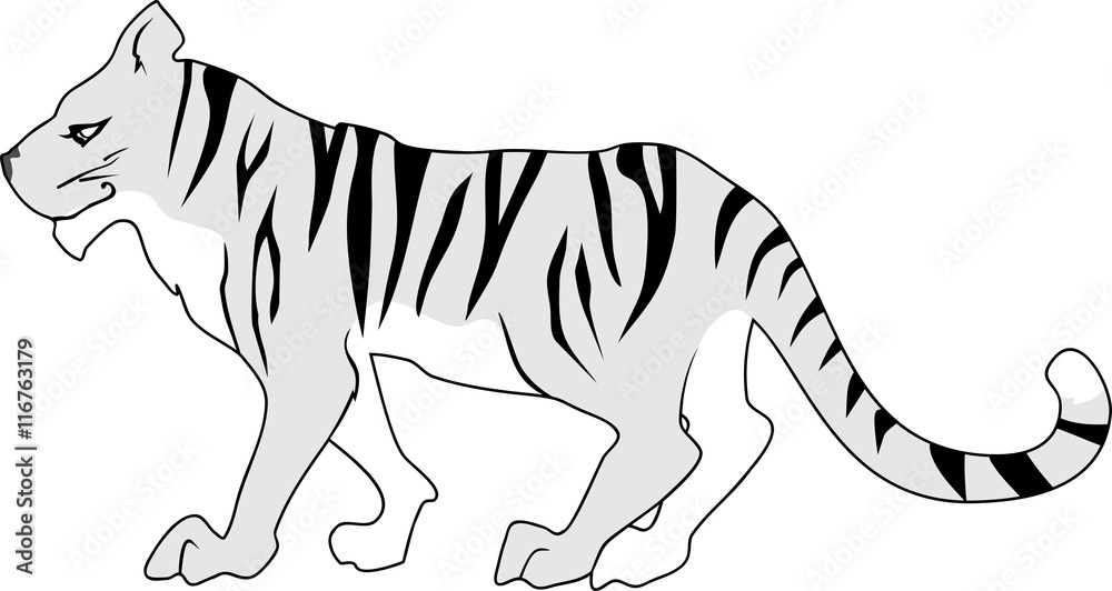 Obraz premium gray tiger