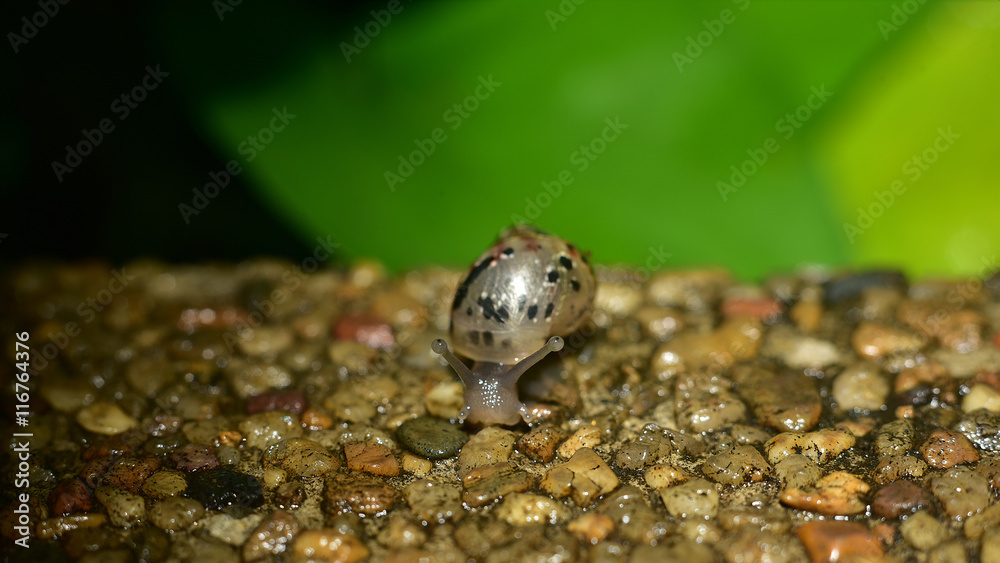 macro a snail macro a snail
