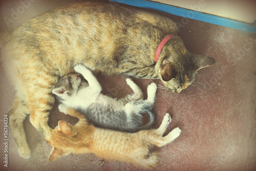 Fototapeta Naklejka Na Ścianę i Meble -  Sweet moment A group of different kitten sleeping on the floor.I