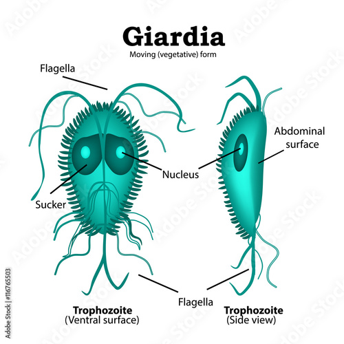 The structure of Giardia. Vector illustration on isolated background