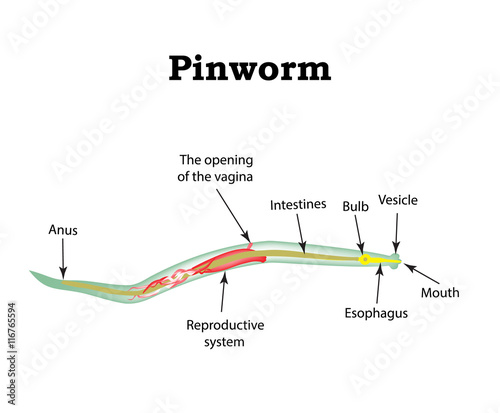 The structure of pinworms. Pinworm. Vector illustration on isolated background