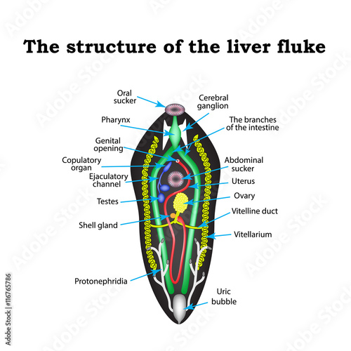 The structure of the liver fluke. Infographics. Vector illustration on isolated background