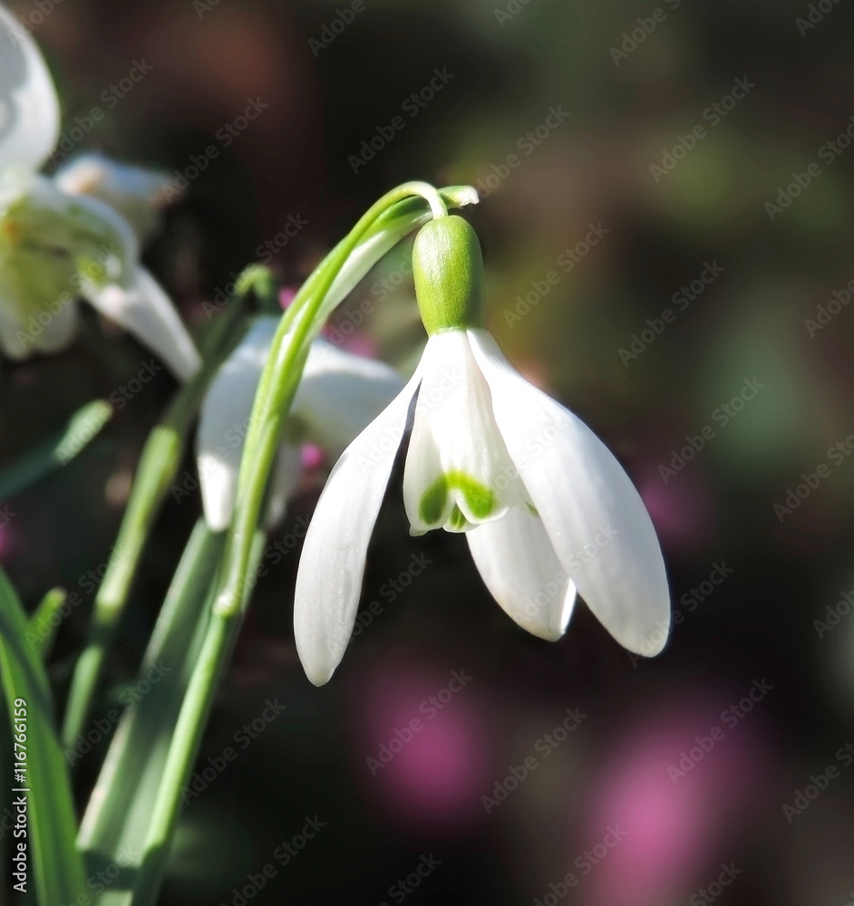 Snowdrops in the sun with selective focus on the foreground. Spring flowers. Snowdrops in the sun with selective focus on the foreground. Spring flowers.