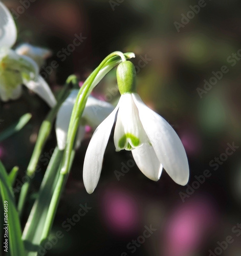 Snowdrops in the sun with selective focus on the foreground. Spring flowers.
